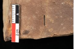 Foto (Detailansicht) von Graminea ? sp.  (NHMW-GEO-2024-0188-0388)